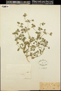 Campanula erinus image