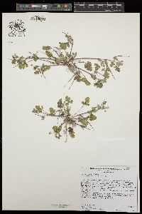 Erodium texanum image