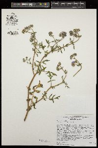 Phacelia distans image