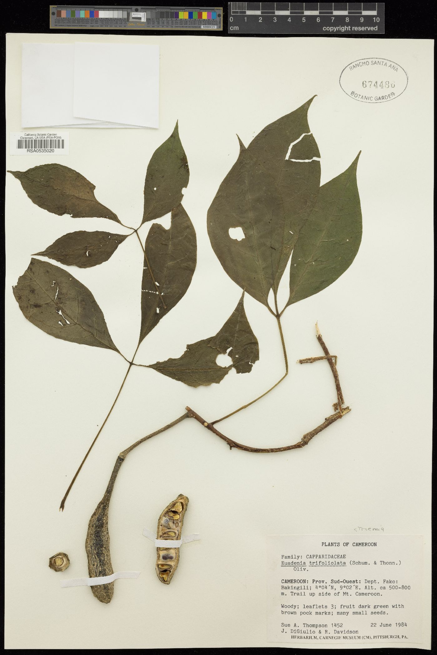 Euadenia trifoliolata image