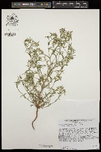 Cryptantha maritima var. maritima image