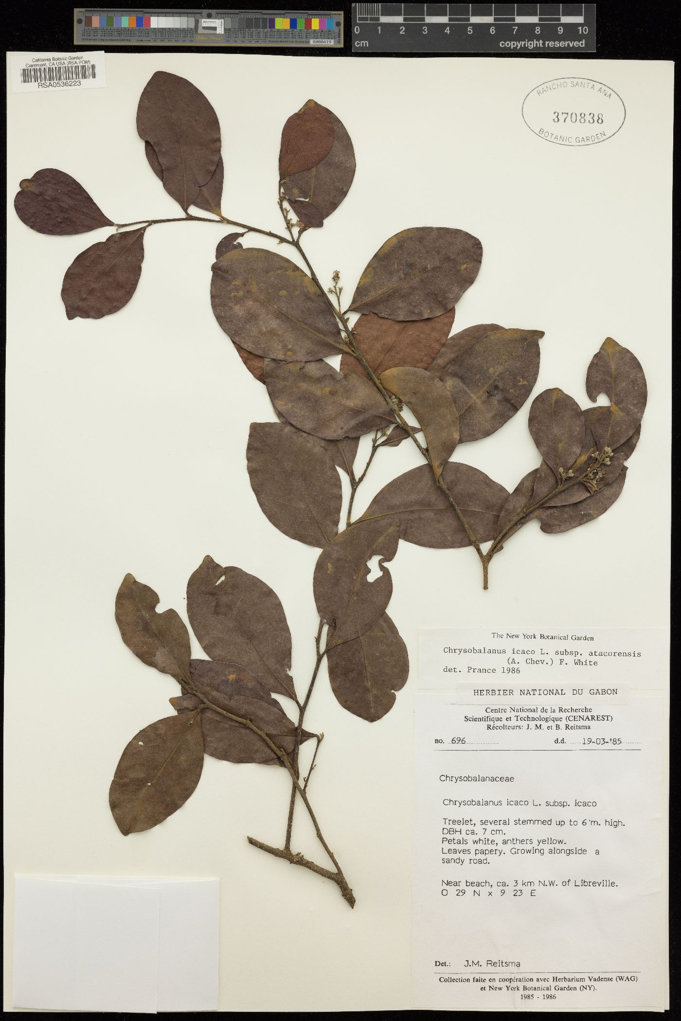 Chrysobalanus icaco subsp. atacorensis image