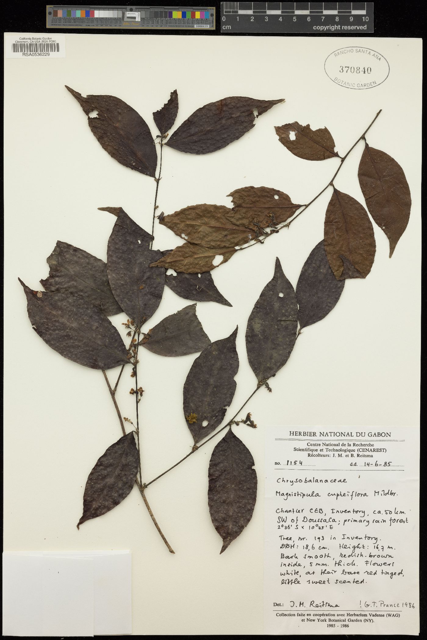 Magnistipula cupheiflora image