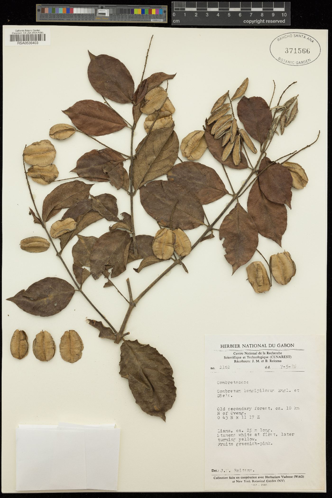 Combretum longipilosum image