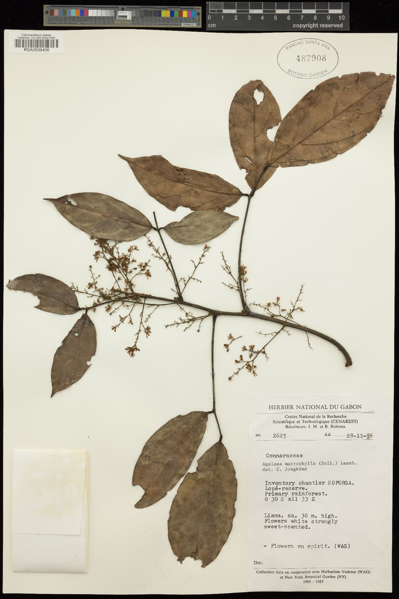 Agelaea macrophylla image