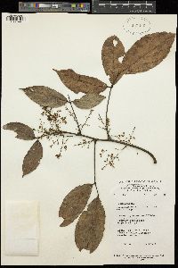 Agelaea macrophylla image
