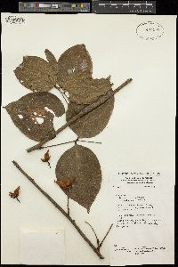 Image of Rourea calophylla