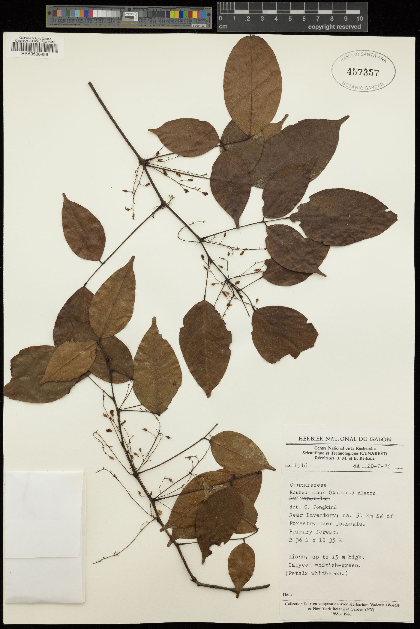 Connaraceae image