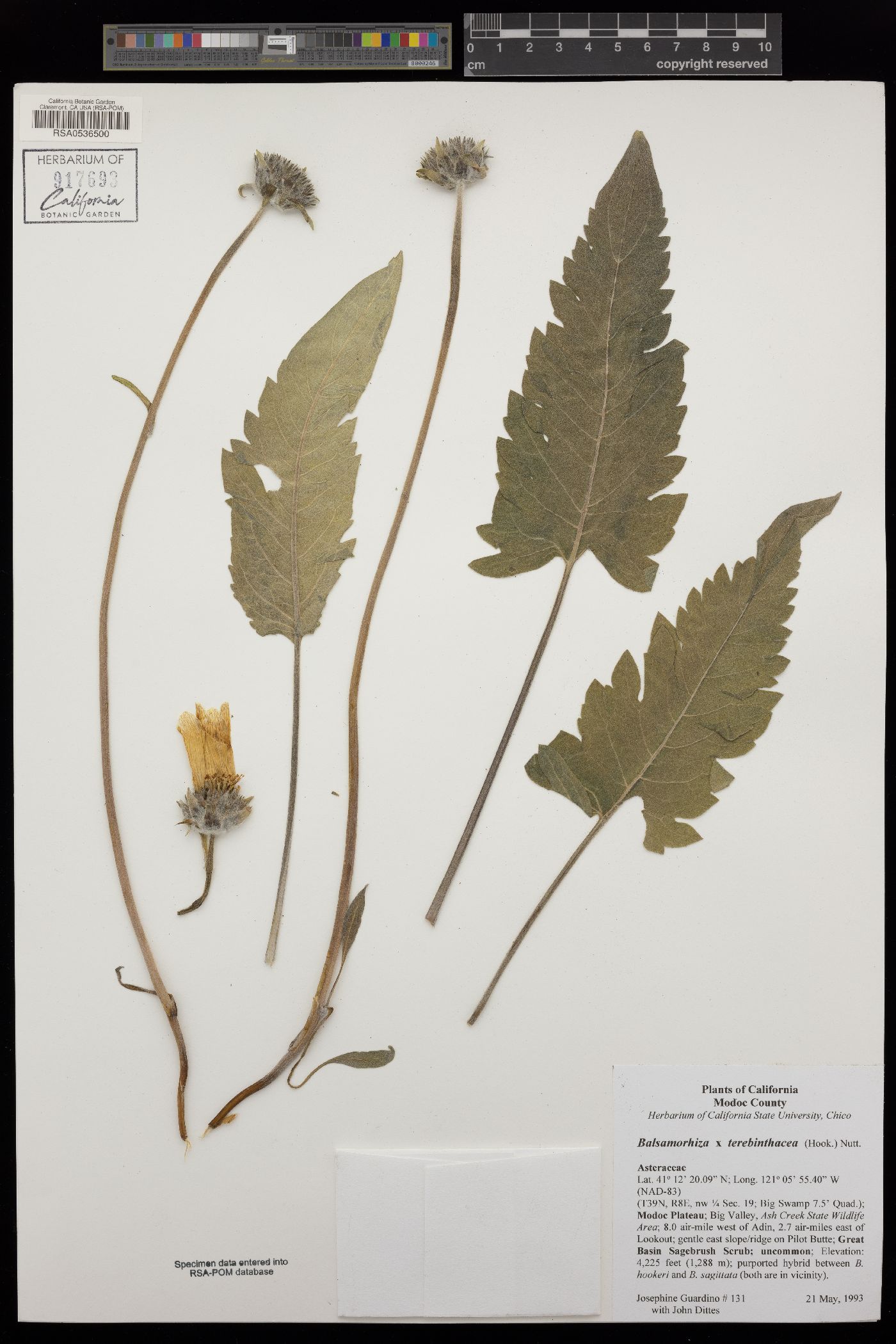 Balsamorhiza x terebinthacea image