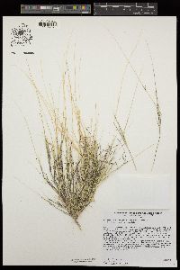 Bouteloua aristidoides var. aristidoides image