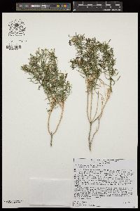 Ericameria laricifolia image