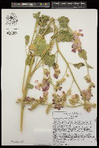 Sphaeralcea ambigua image