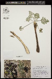 Lomatium mohavense image