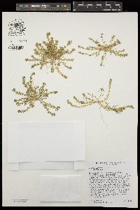 Lepidium dictyotum image