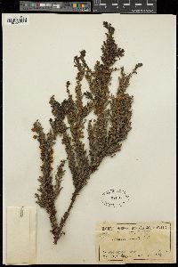 Acacia paradoxa image