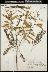 Image of Acacia amythethophylla