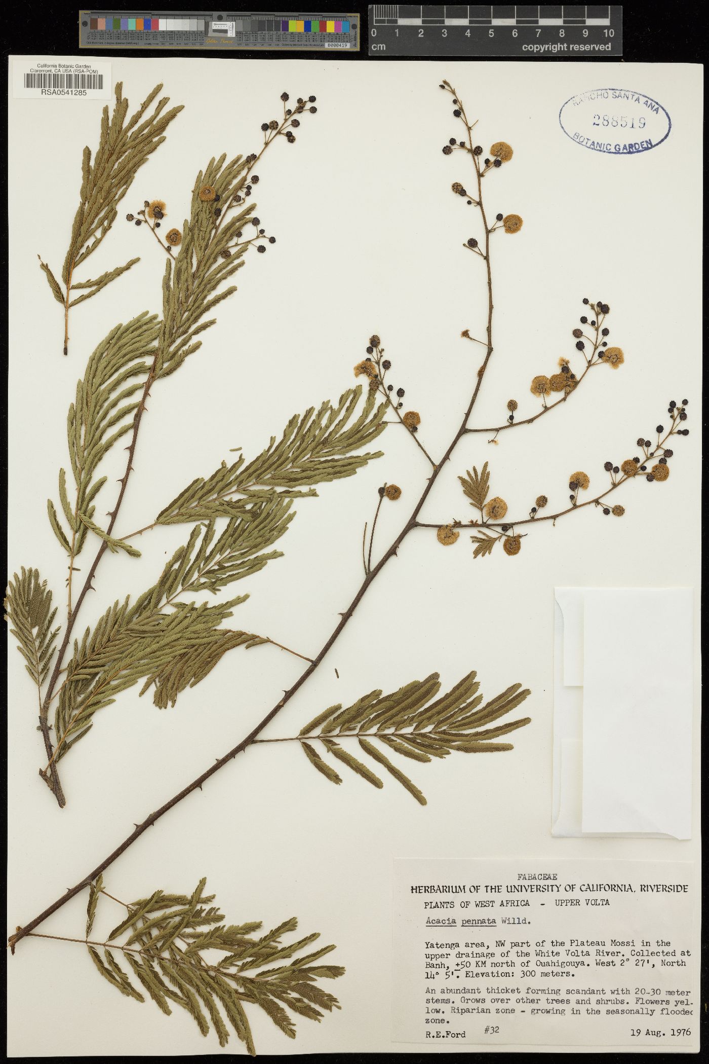 Acacia pennata image