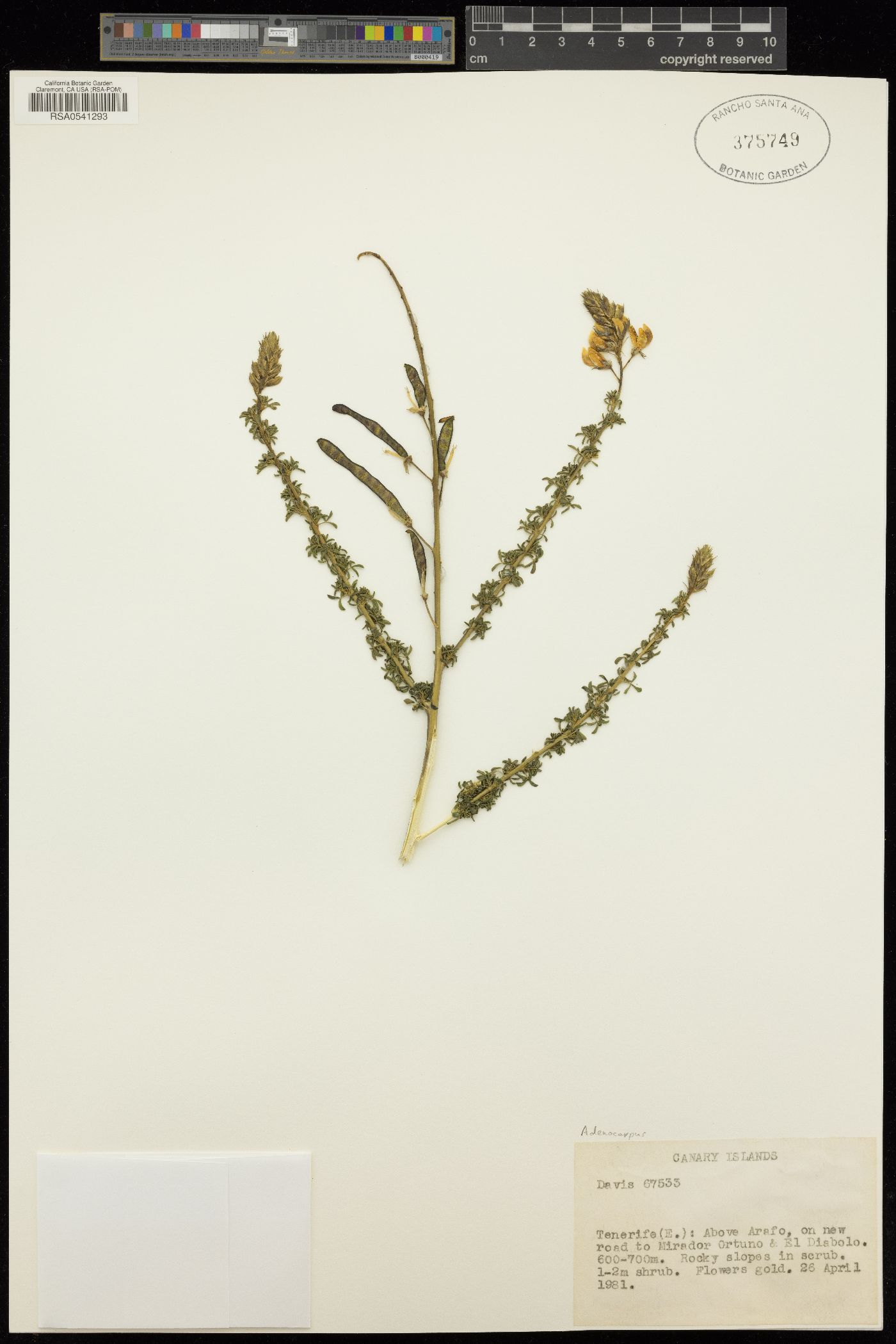 Adenocarpus image