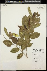 Baphia leptostemma var. gracilipes image