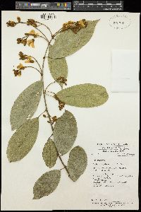 Baphia capparidifolia subsp. polygalacea image