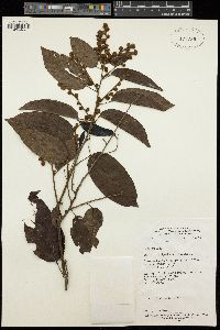Baphia capparidifolia subsp. polygalacea image
