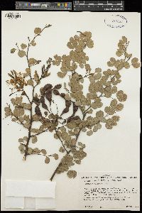 Bauhinia rufescens image