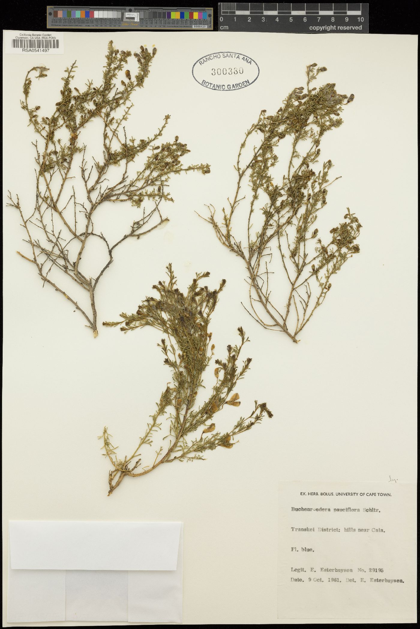 Lotononis carnosa subsp. carnosa image
