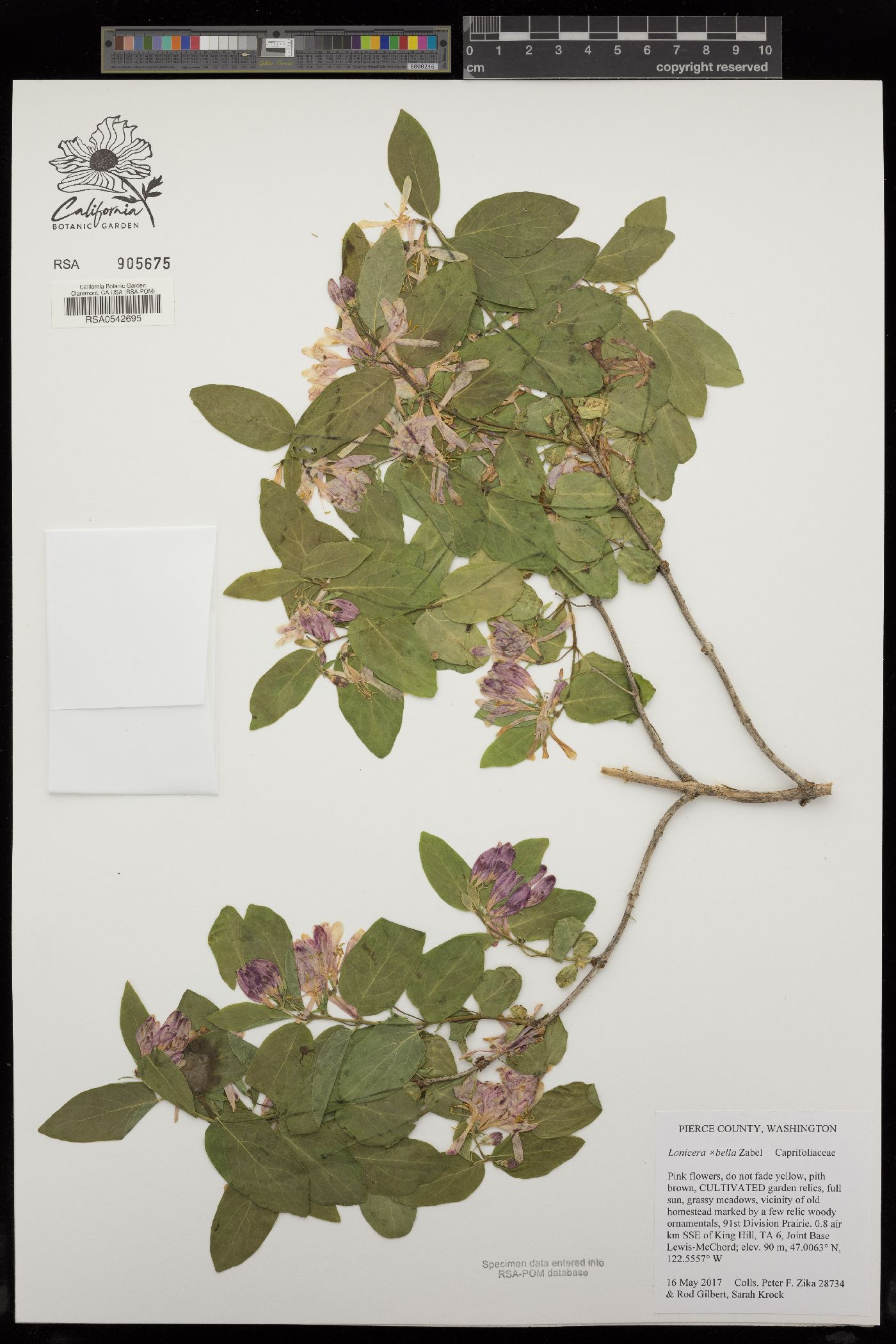 Lonicera × bella image