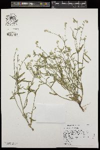 Cryptantha watsonii image