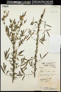 Image of Crotalaria goreensis