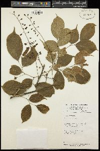 Crudia gabonensis image