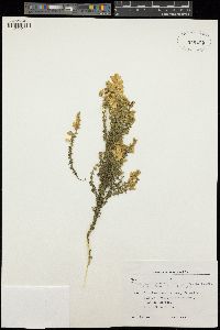 Genista linifolia image