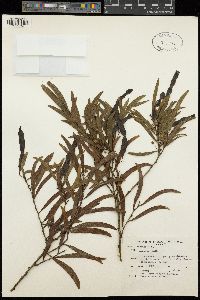 Acacia confusa image