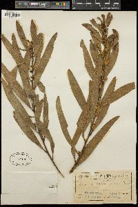 Acacia cunninghamii image