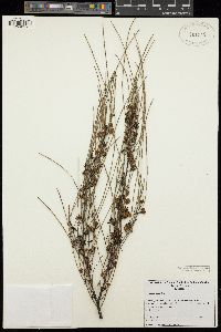 Acacia juncifolia image
