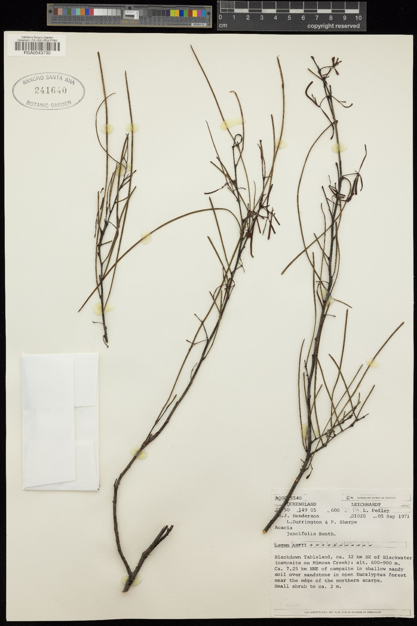 Acacia juncifolia image