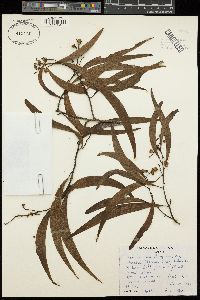 Acacia koa image