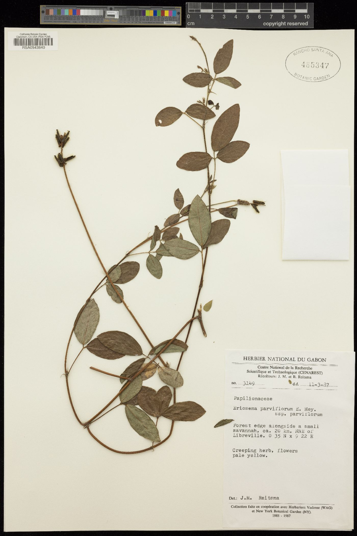 Eriosema parviflorum image