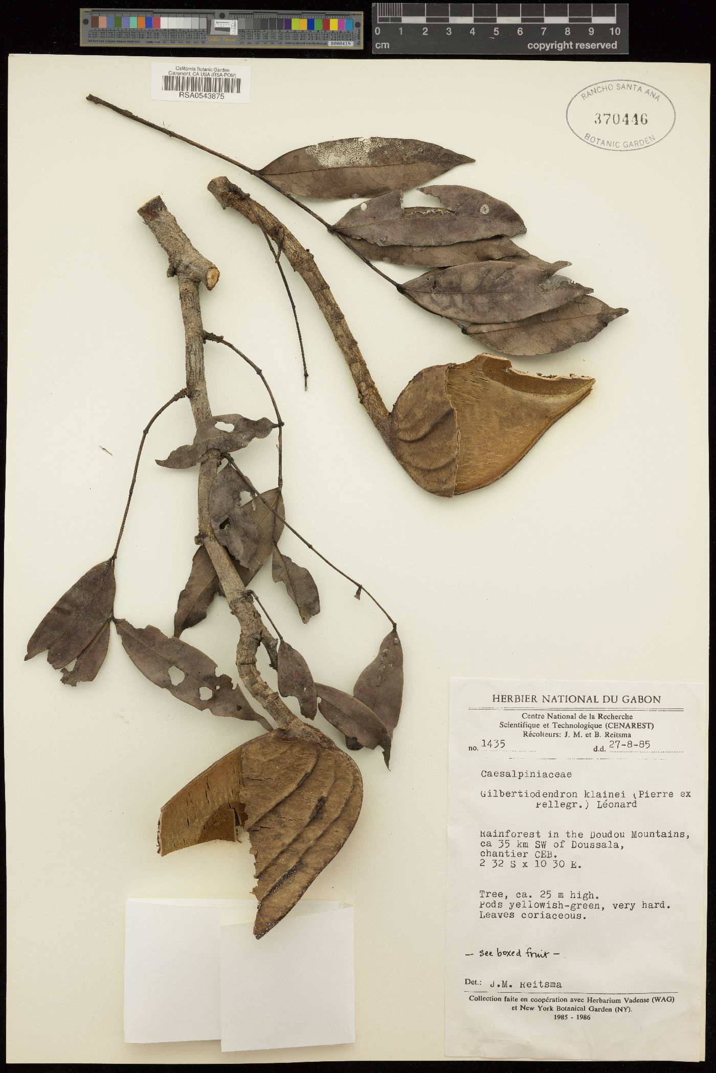 Gilbertiodendron klainei image