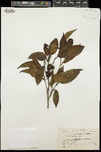 Image of Stewartia cordifolia