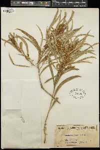 Acacia maidenii image