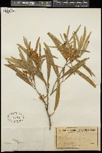 Acacia maidenii image