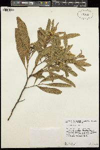 Acacia melanoxylon image