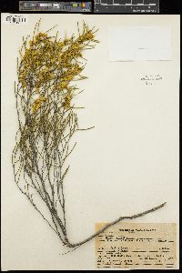 Acacia multispicata image
