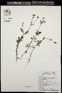 Bidens pilosa image