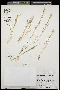 Hordeum depressum image