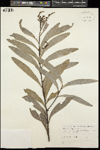 Acacia penninervis image