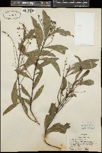Acacia penninervis image