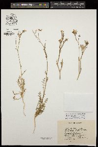 Gilia flavocincta image