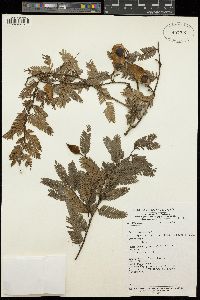 Plagiosiphon emarginatus image